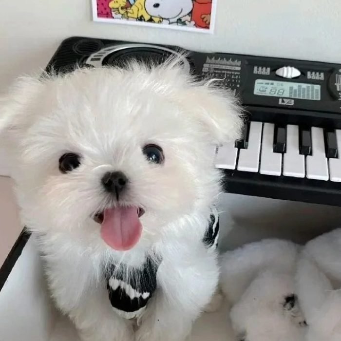 calm and adorable vibes from cute dog pfp