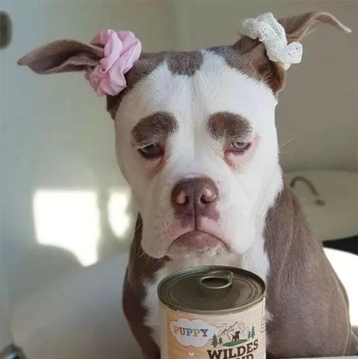 chaotic goofy dog pfp funny energy