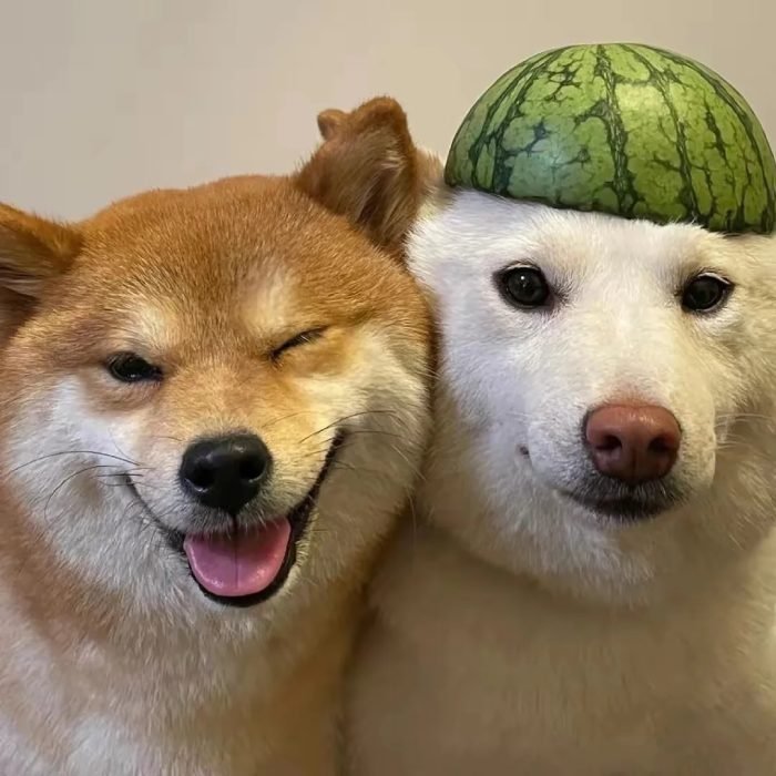 cozy puppy portrait style cute dog pfp