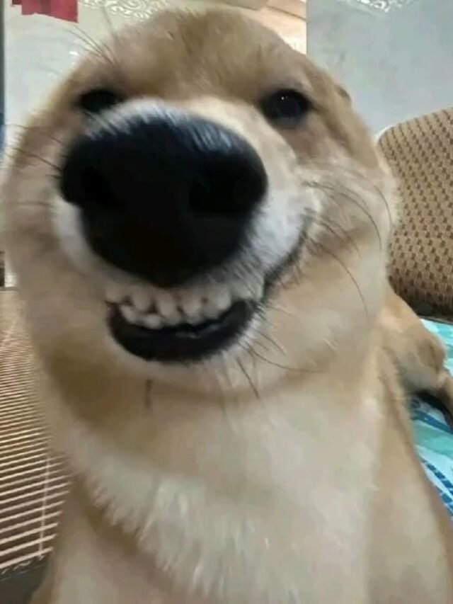 197+ Goofy Dog PFP Funny & Silly Profile Pictures