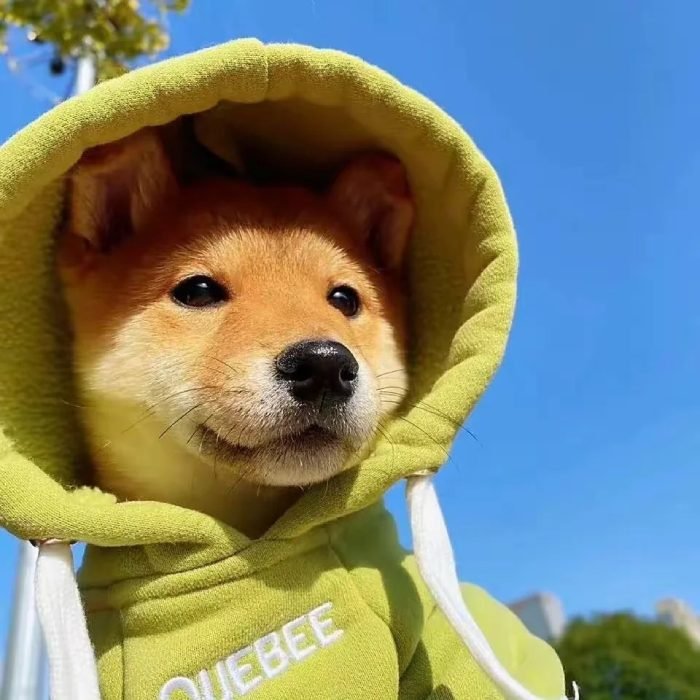 cute dog pfp capturing an adorable puppy moment