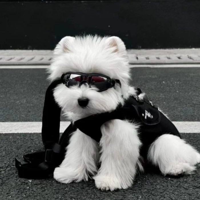 cute dog pfp featuring soft fluffy fur