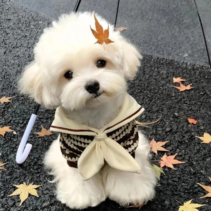cute dog pfp in a warm and cozy style
