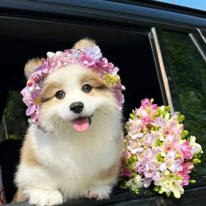 cute dog pfp showing a friendly puppy face