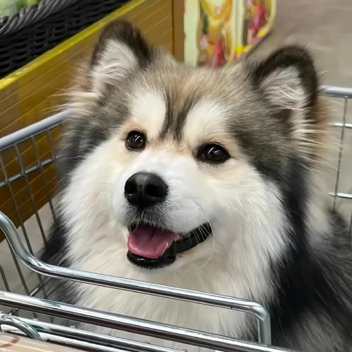 cute dog pfp showing cheerful dog energy