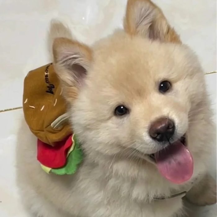 cute dog pfp showing playful puppy mood