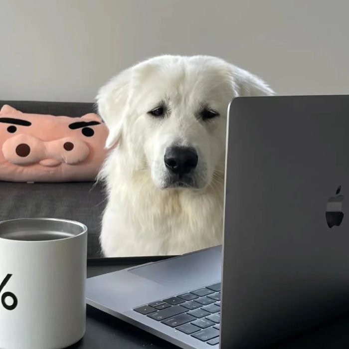 cute dog pfp with a sweet playful expression