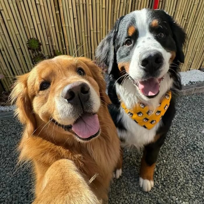 cute dog pfp with a wholesome dog expression