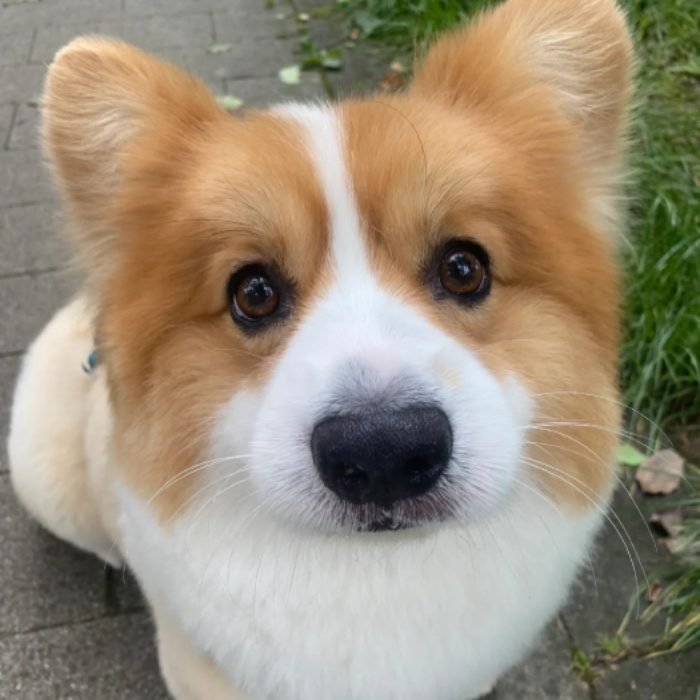 cute dog pfp with calm and cute appearance