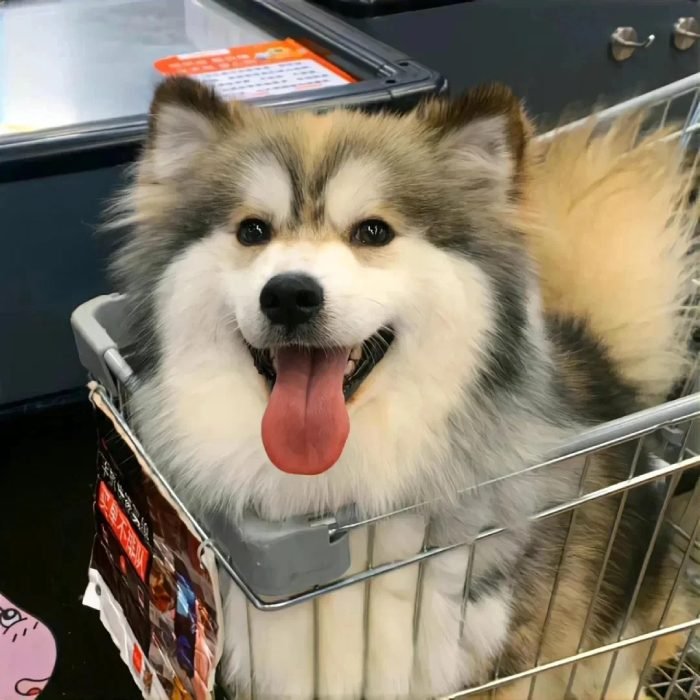 cute dog pfp with happy and gentle vibes