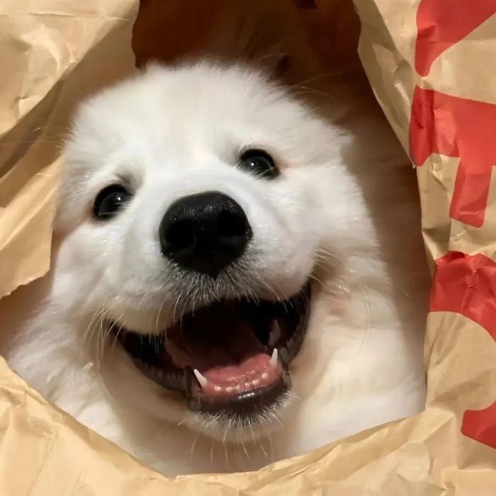 cute dog pfp with innocent puppy eyes