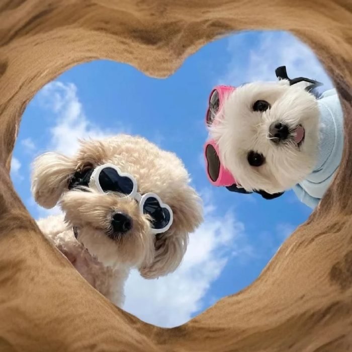 cute dog pfp with soft and cuddly vibes