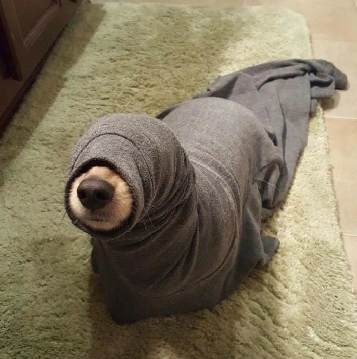 dog goofy pfp funny facial expression