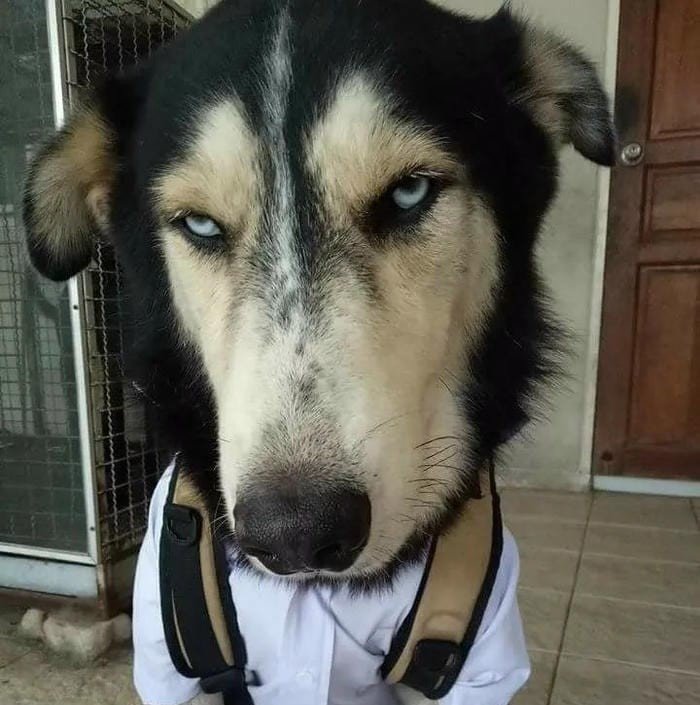 dog goofy pfp meme reaction face