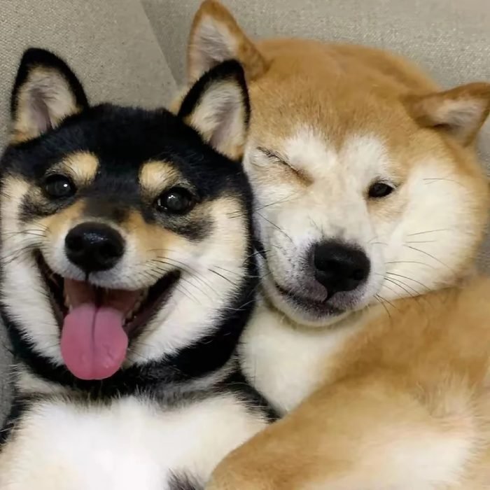 gentle dog expression for profiles cute dog pfp