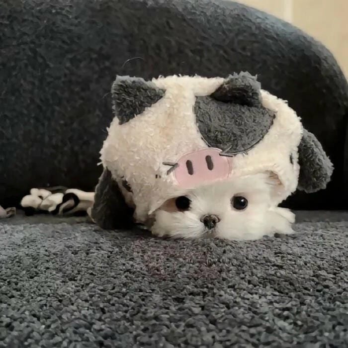 gentle kawaii pfp sweet vibe