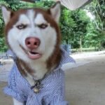 goofy dog chaotic pfp silly energy