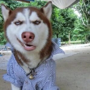 goofy dog chaotic pfp silly energy