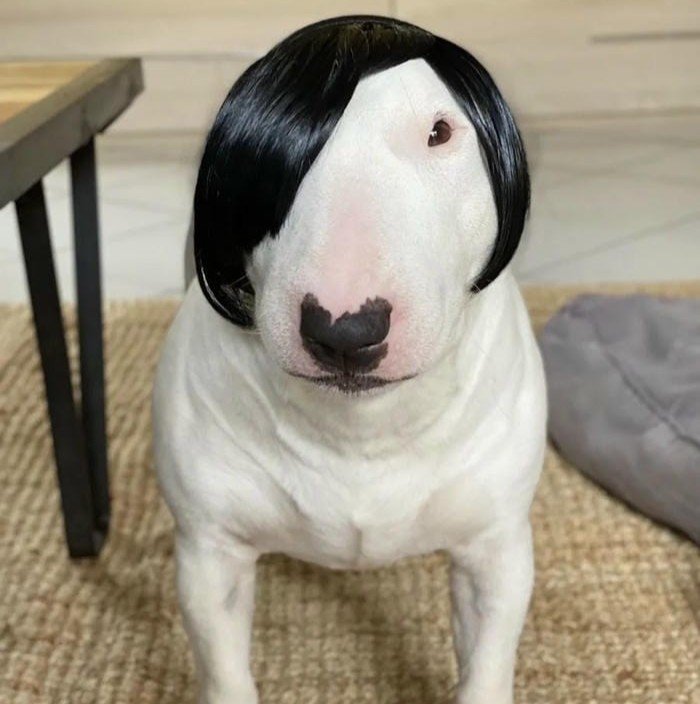 goofy dog cute pfp goofy look