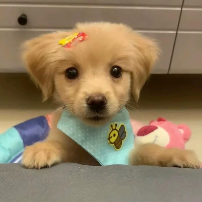 goofy dog pfp chaotic cute vibe