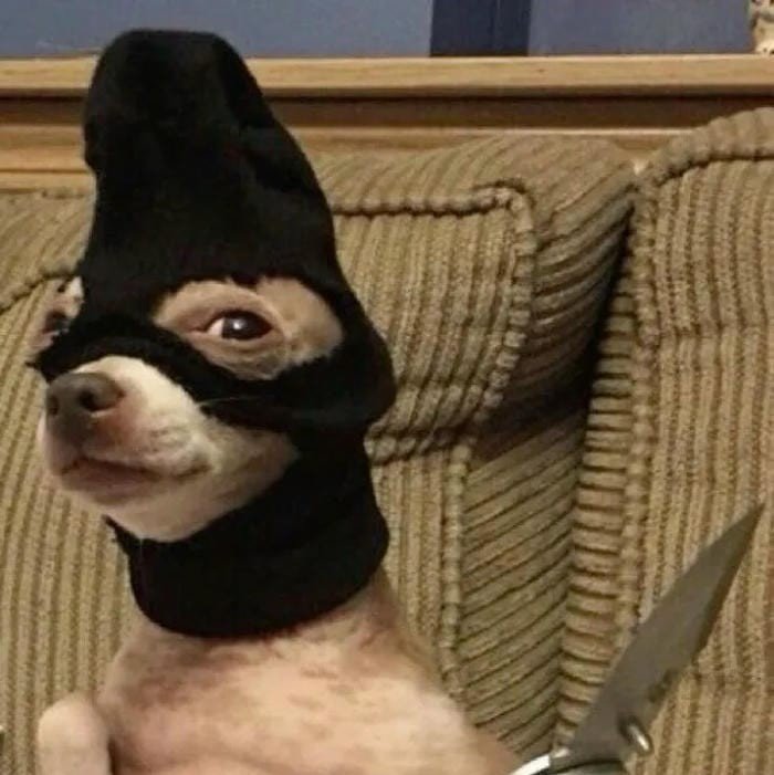 goofy dog pfp derpy happy face