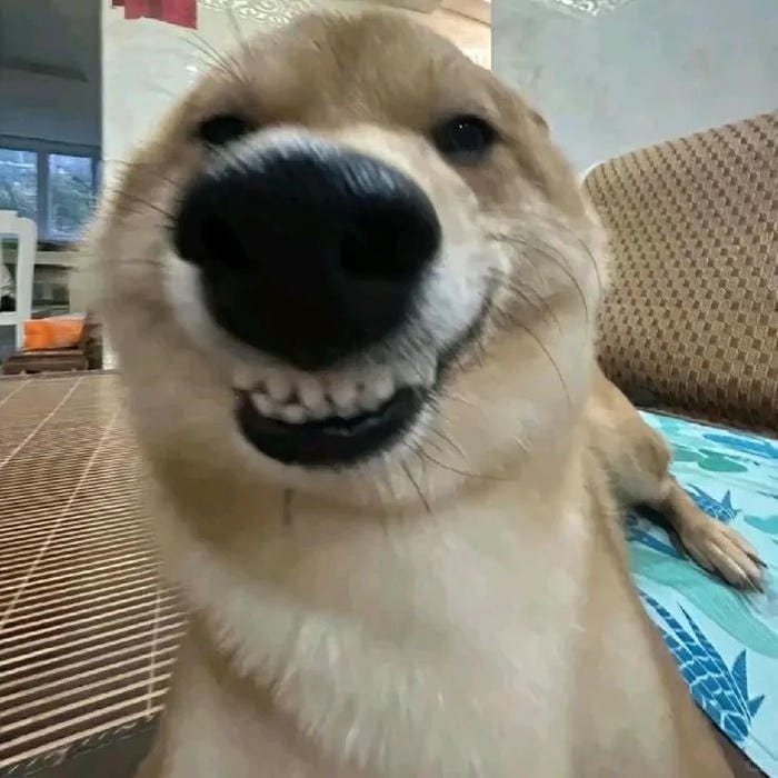 goofy dog pfp funny facial expression