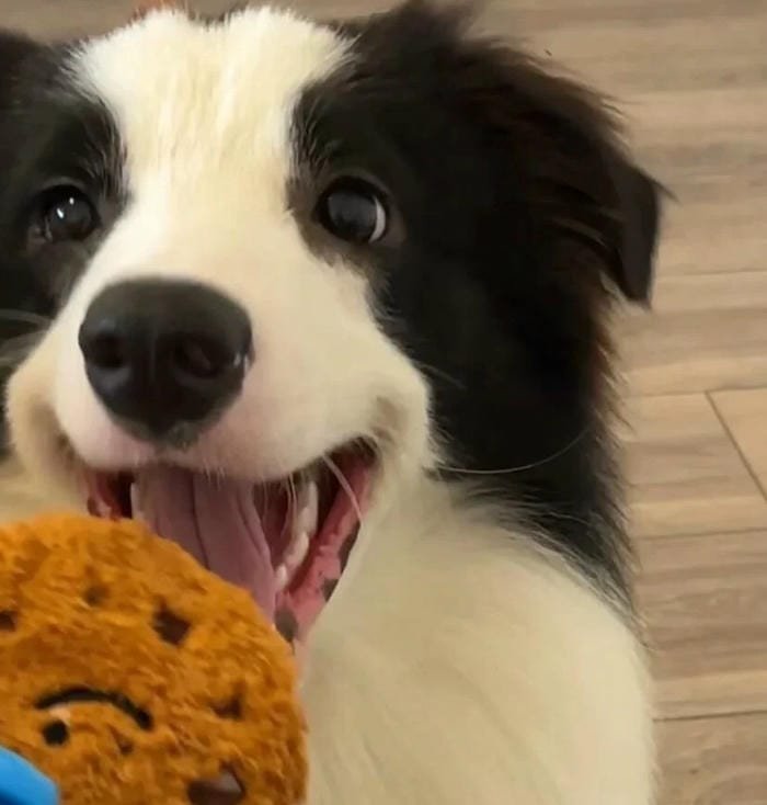 goofy dog pfp funny pet moment