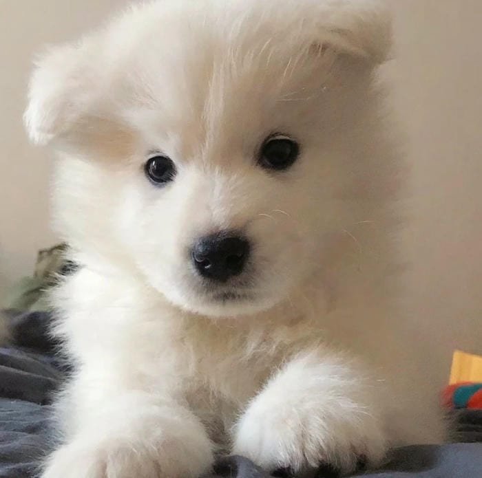 goofy dog pfp funny zoomed face