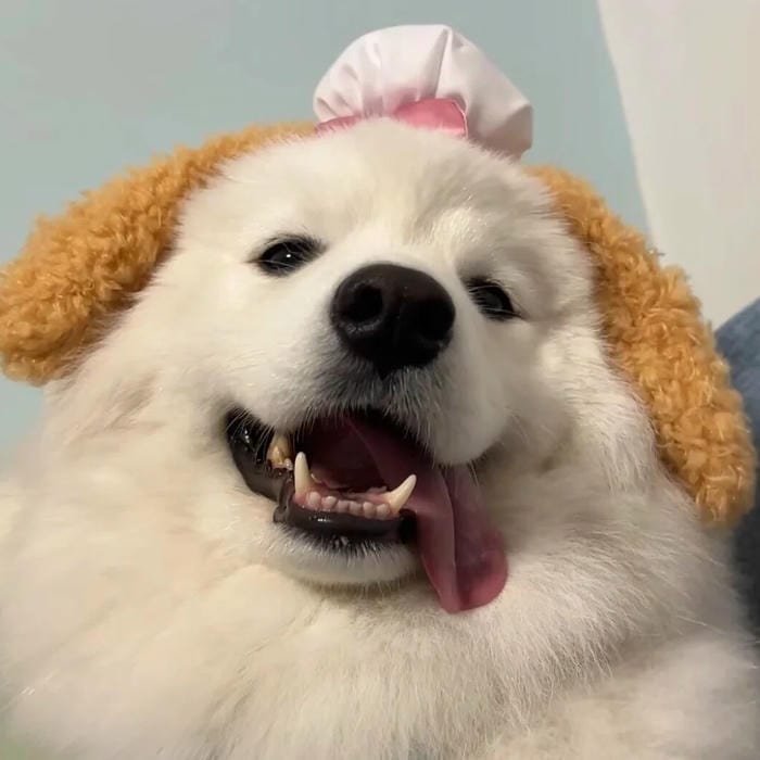 goofy dog pfp goofy personality vibe