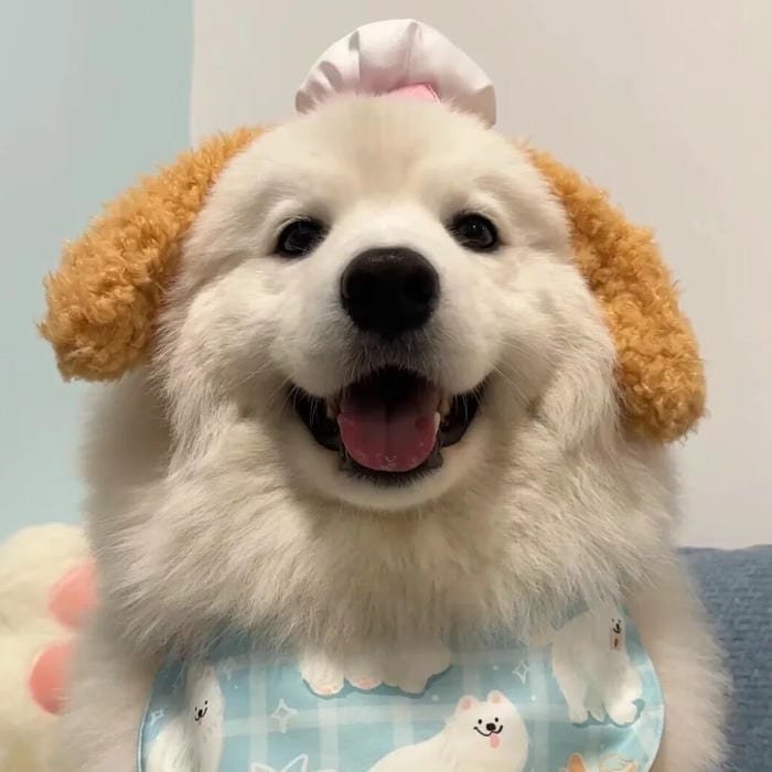 goofy dog pfp goofy smiling look