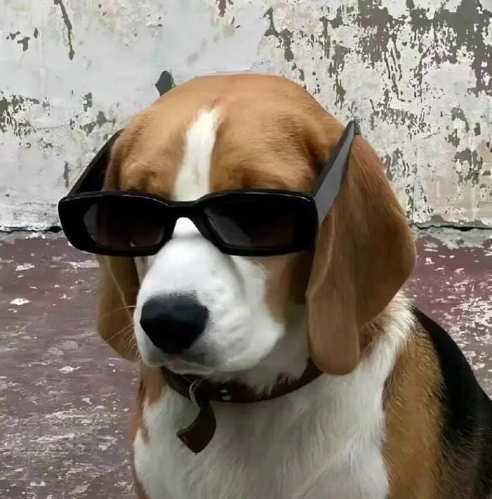 goofy dog pfp innocent goofy eyes