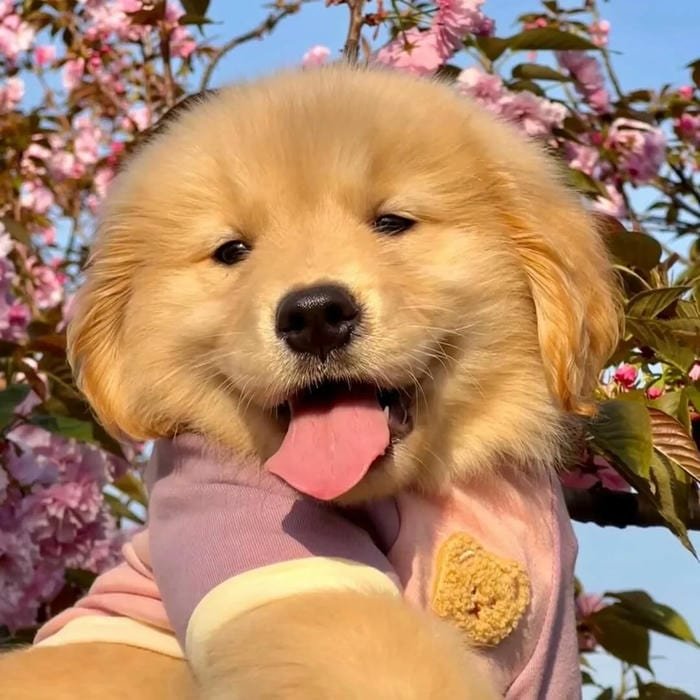 goofy dog pfp meme worthy face