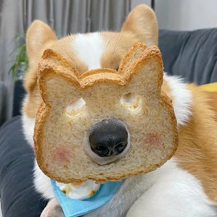 goofy dog pfp playful chaotic mood