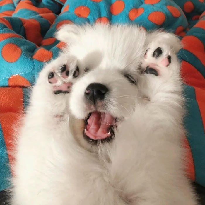 goofy dog pfp playful meme style