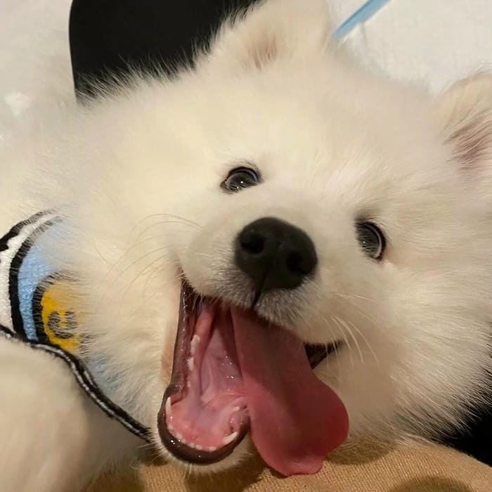 goofy dog pfp tongue out expression