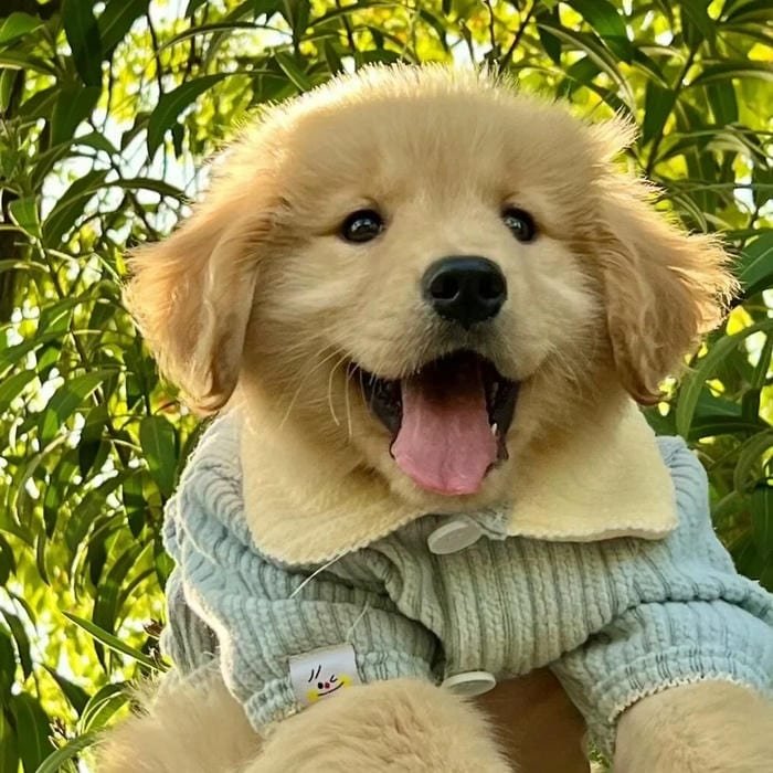 goofy dog pfp unhinged silly look