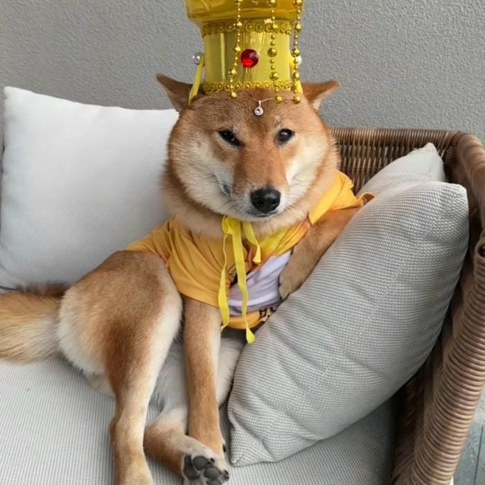 goofy dog silly pfp cute vibe