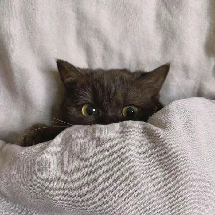 goofy mood profile picture carefree