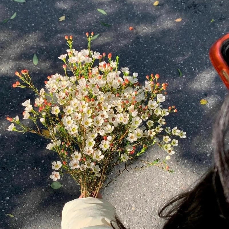 lofi chill pfp calm profile image