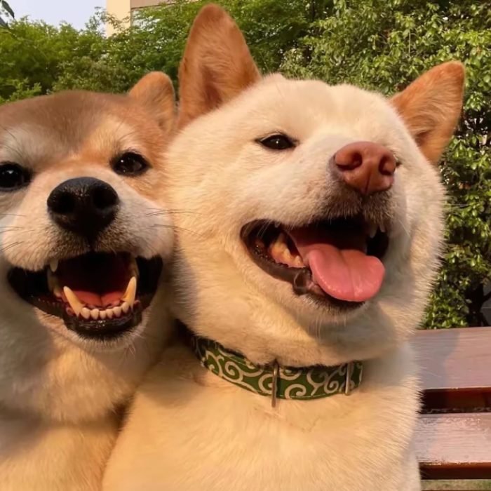 lovable puppy face design cute dog pfp