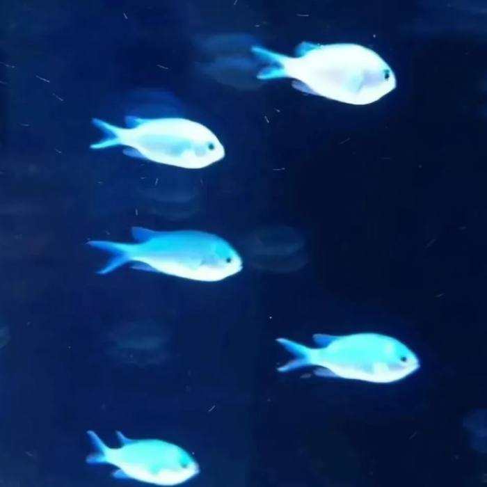 minimal profile design blue discord pfp