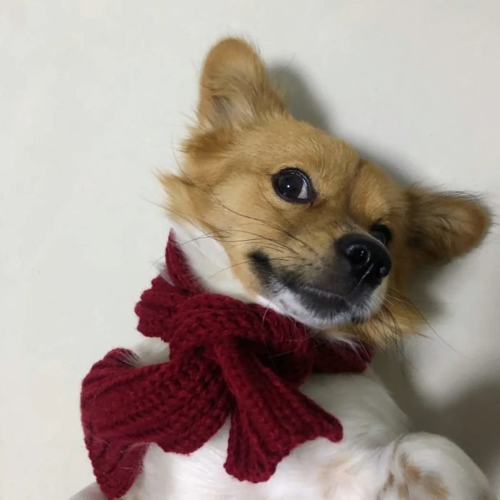 playful dog energy from cute dog pfp image