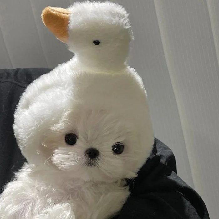 playful puppy mood shown cute dog pfp