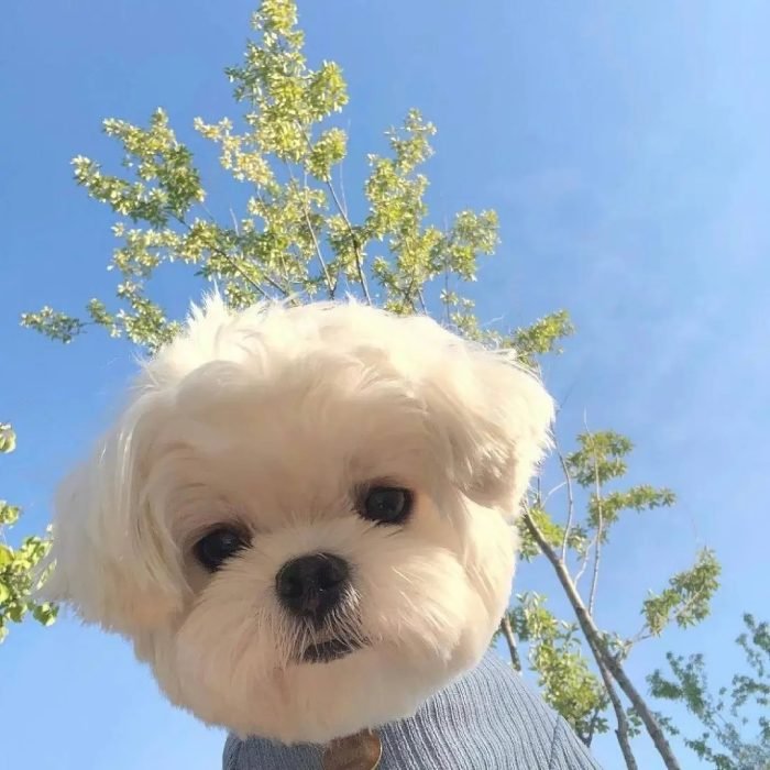 pure puppy joy from cute dog pfp artwork