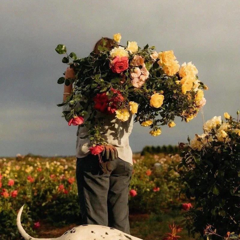 soft color chill pfp gentle mood