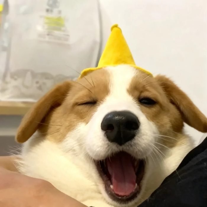 sweet innocent puppy vibes cute dog pfp