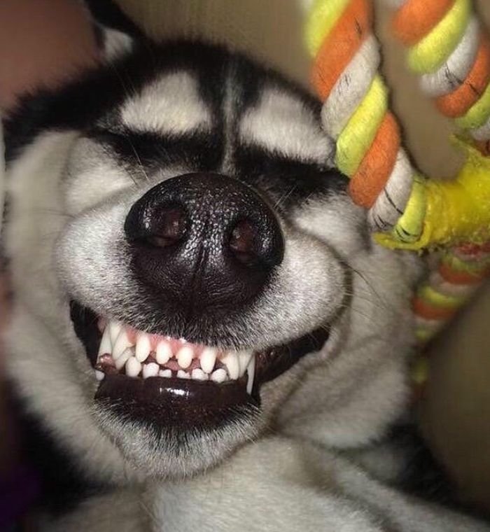 a weirdly charming avatar choice known as corny pfp