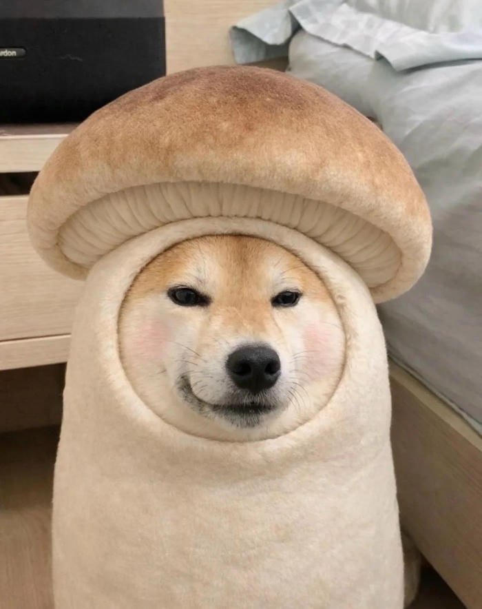 aesthetic glow mushroom pfp in woodland setting