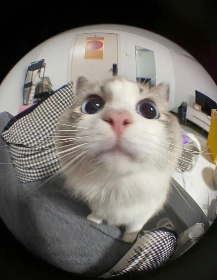 aesthetic pfp cute profile pictures for gentle online identity