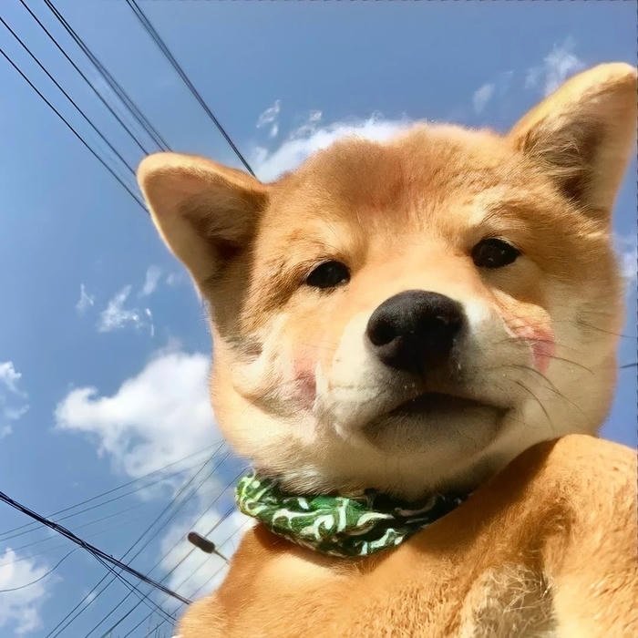 awkward animal reaction shot funny animal pfp